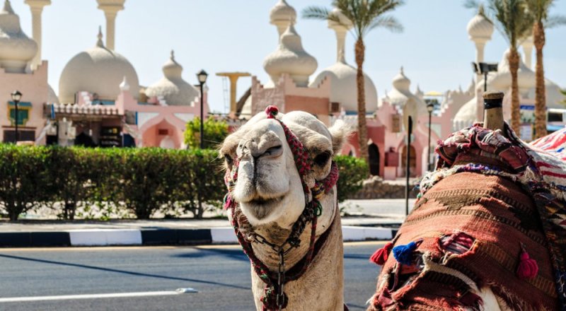 Верблюд улыбается в Египте