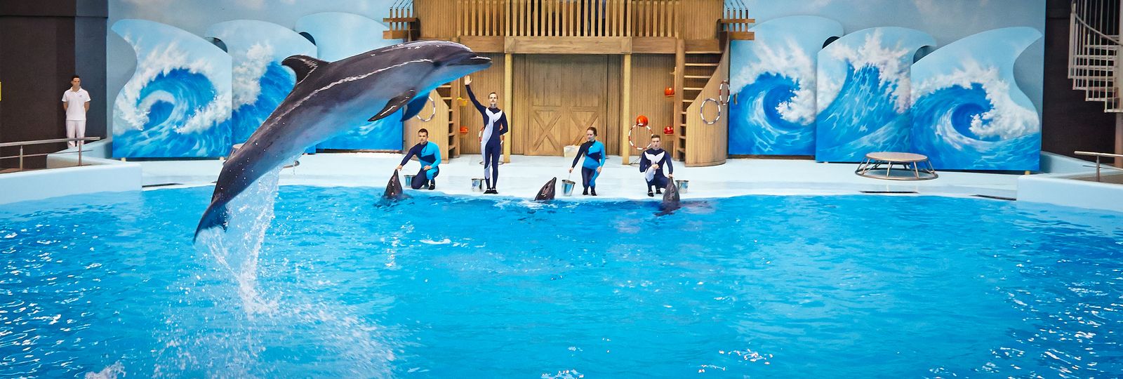Шоу с участием дельфинов