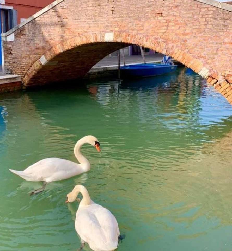 Вместо гондол в Венеции плавают лебеди