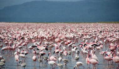 7 причин посетить Танзанию